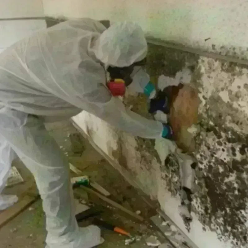 Mold Remediation and Removal in Spearman, TX